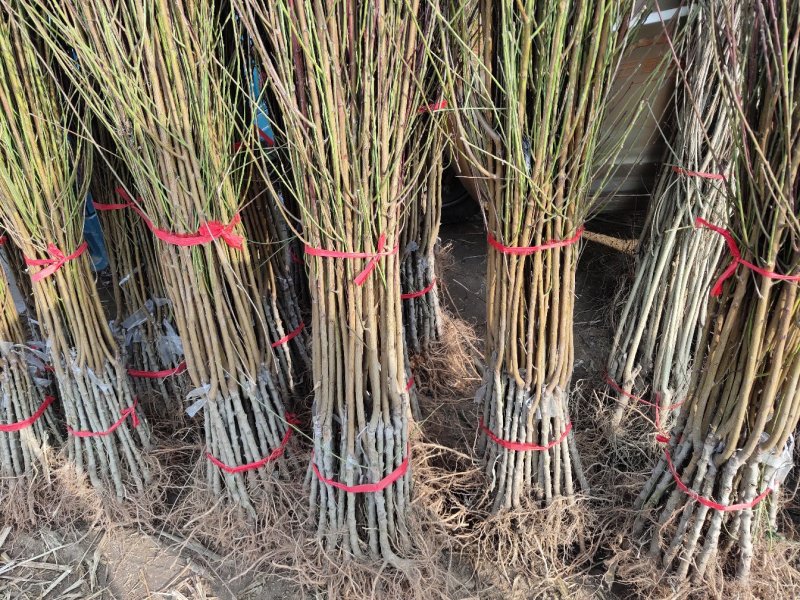 桃树苗水蜜桃苗黄桃寿桃盆栽地栽果树苗适应南方北方种植