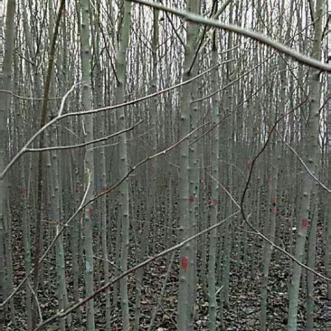 供应大量一二年生杜仲苗，1-2-3公分杜仲苗大量出售，