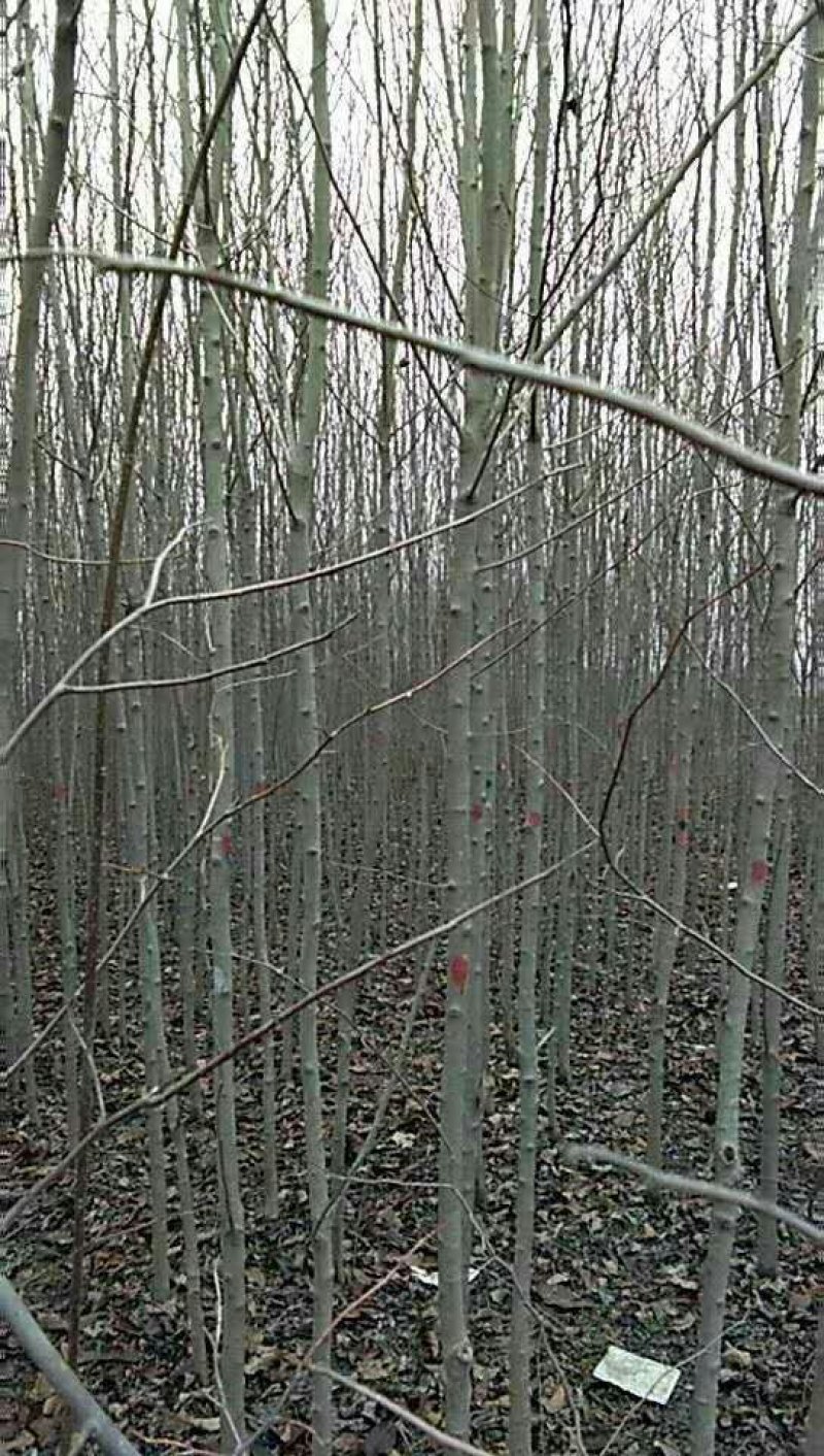 供应大量一二年生杜仲苗，1-2-3公分杜仲苗大量出售，