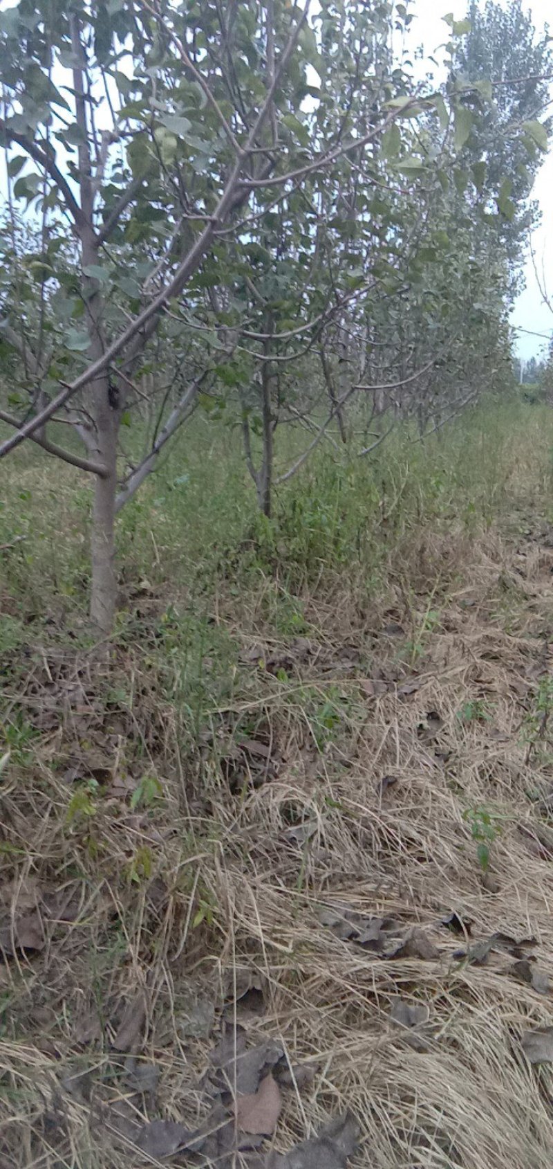 梨树