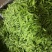 荷兰豆夹豆