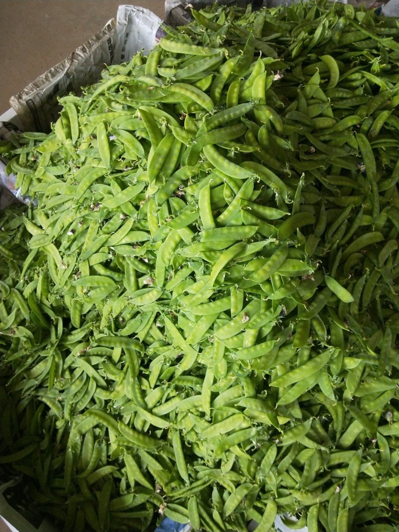 荷兰豆夹豆