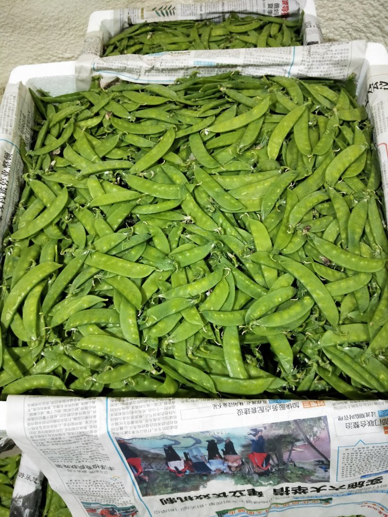 荷兰豆夹豆