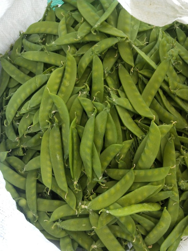 荷兰豆夹豆
