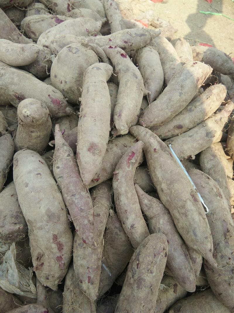 山地紫罗兰紫薯，紫薯货源价格便宜！！电商发货质量保证，