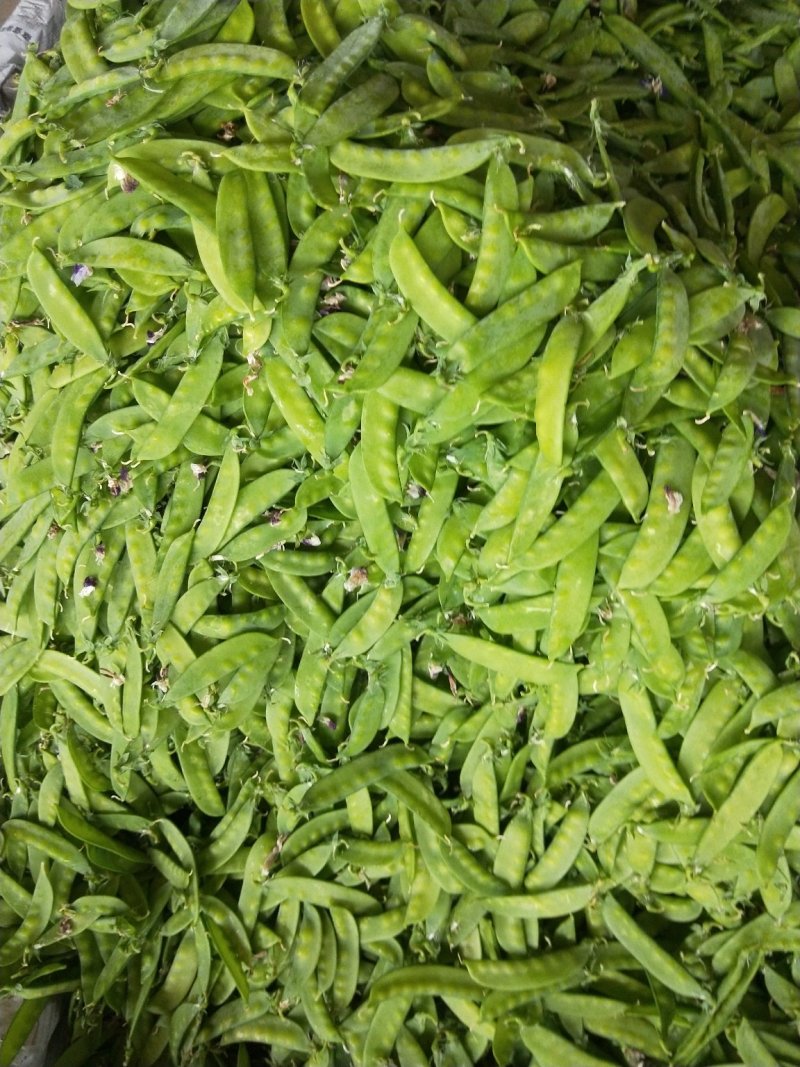 荷兰豆夹豆