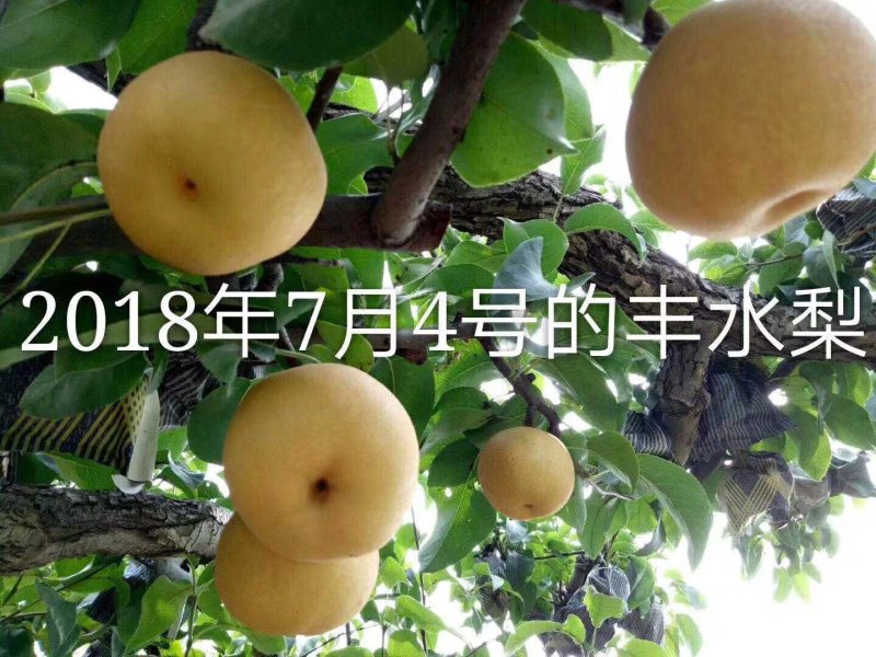 丰水梨大量上市，秋月梨，绿宝石梨，黄冠梨，万亩梨园。