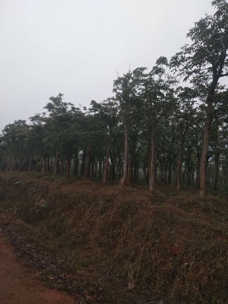 桂圆树5-15公分大量供应中