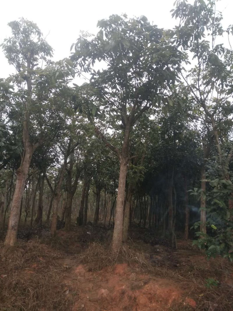 桂圆树5-15公分大量供应中