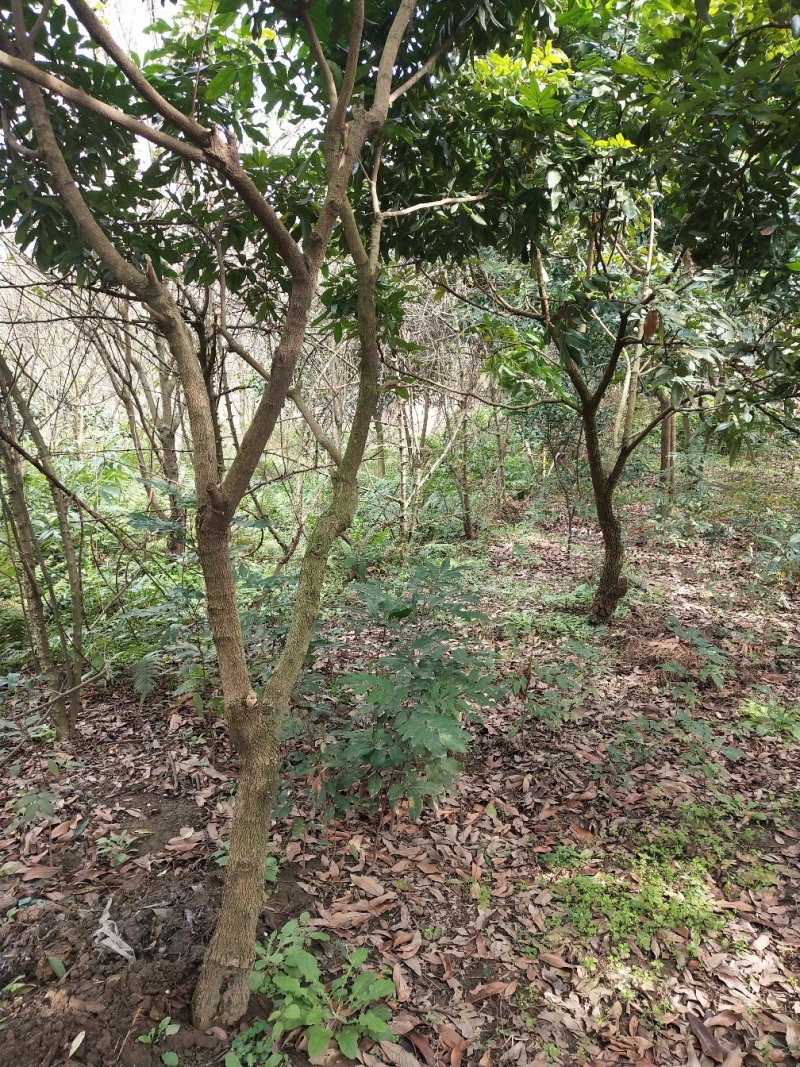 桂圆5-12公分