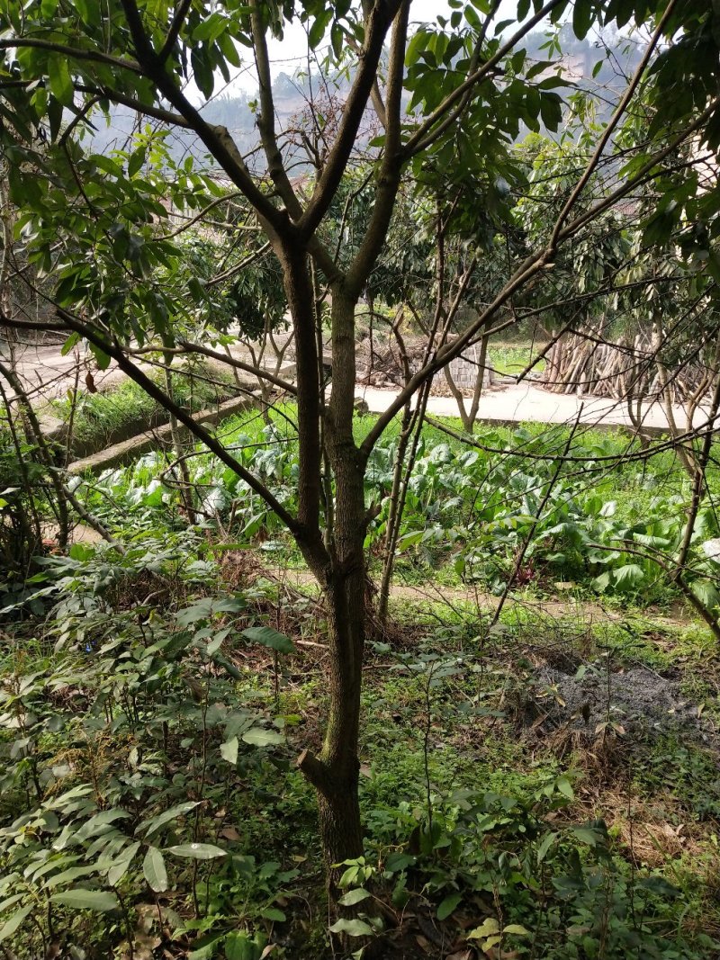 桂圆5-12公分