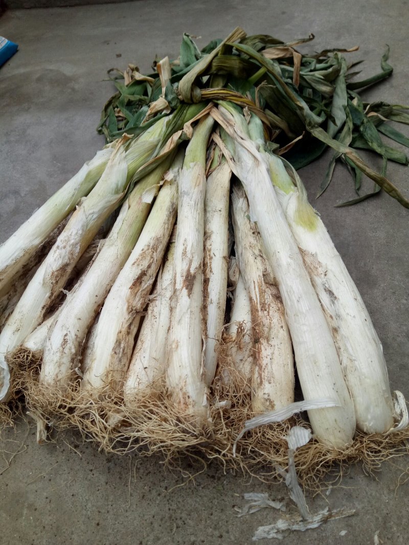 长白精选大葱，无小葱无断葱，质量好。