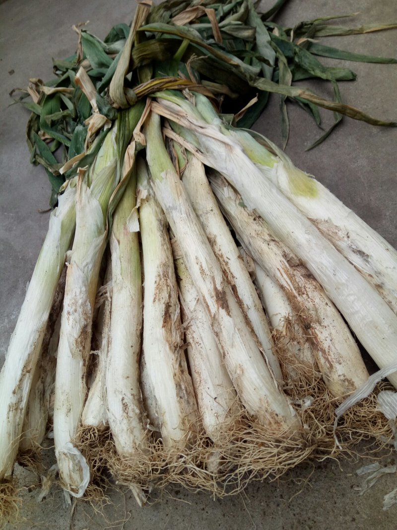 长白精选大葱，无小葱无断葱，质量好。