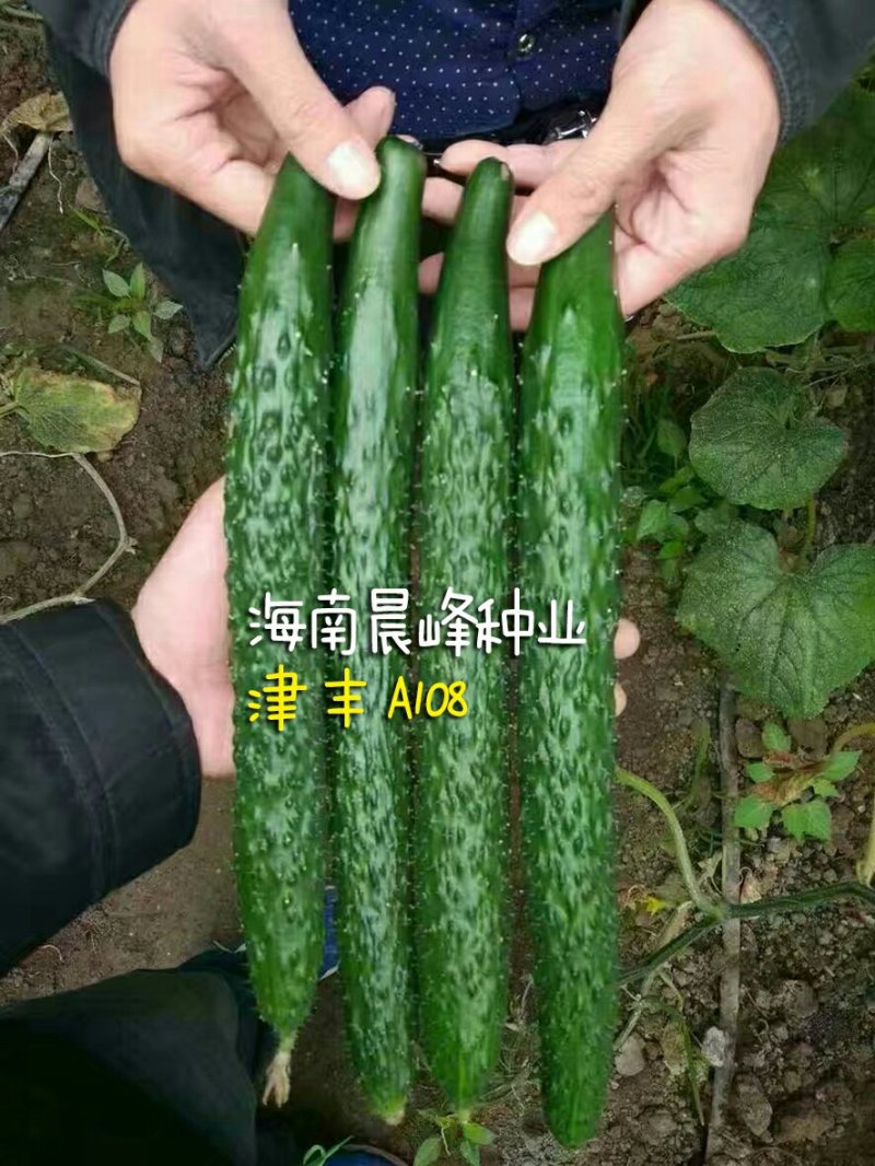 耐热抗病，油亮顺直，密刺，品质保障黄瓜种子