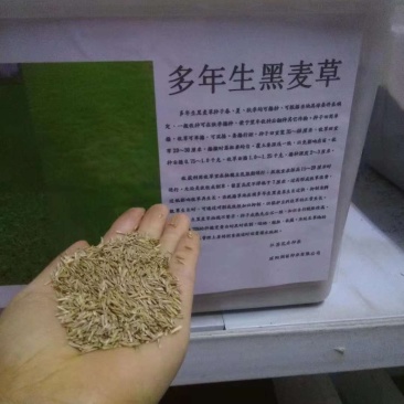 草坪种子多年生黑麦草种子