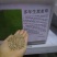 草坪种子多年生黑麦草种子
