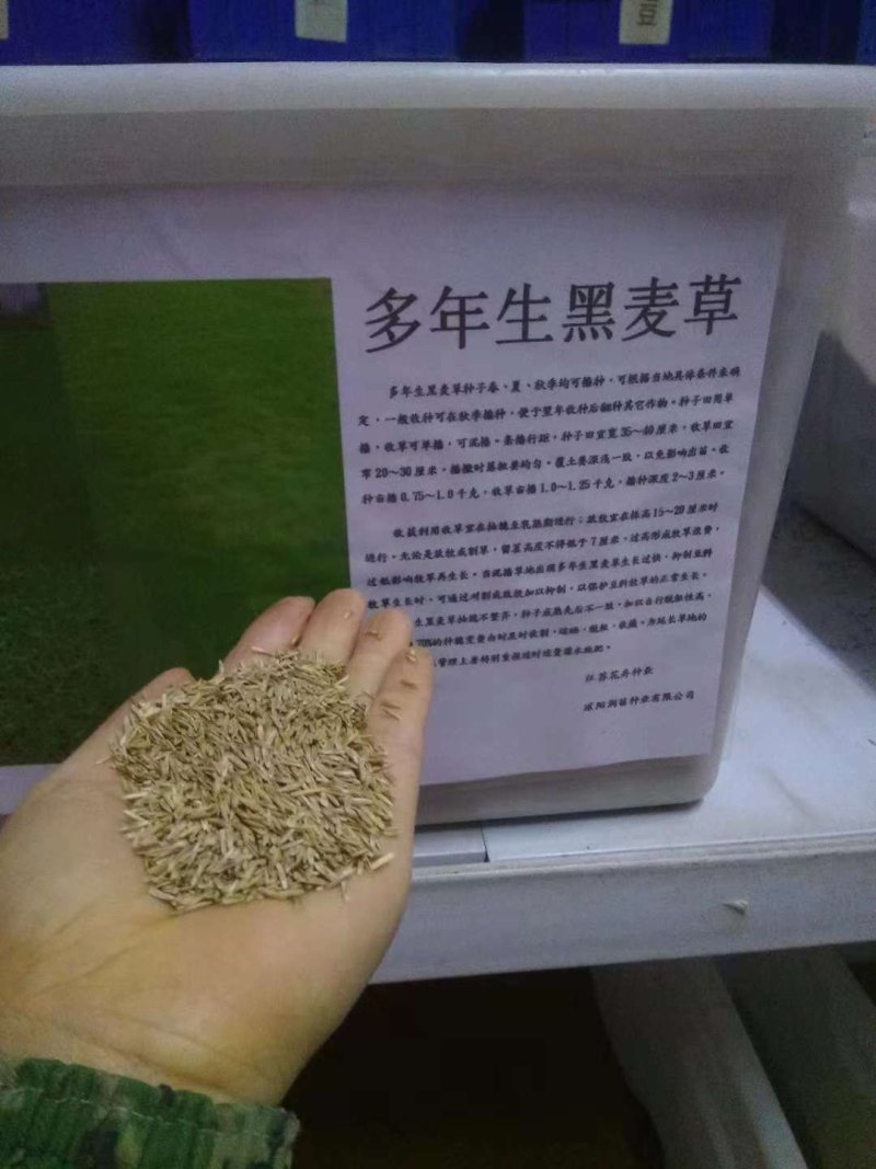 草坪种子多年生黑麦草种子
