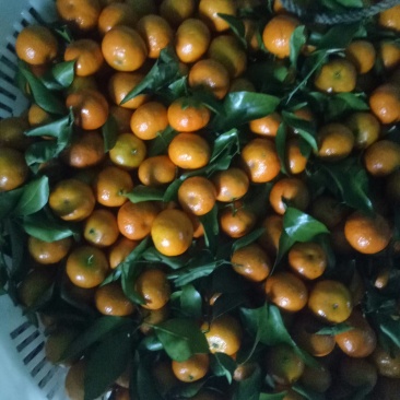 荔浦砂糖橘，金黄小柑橘
