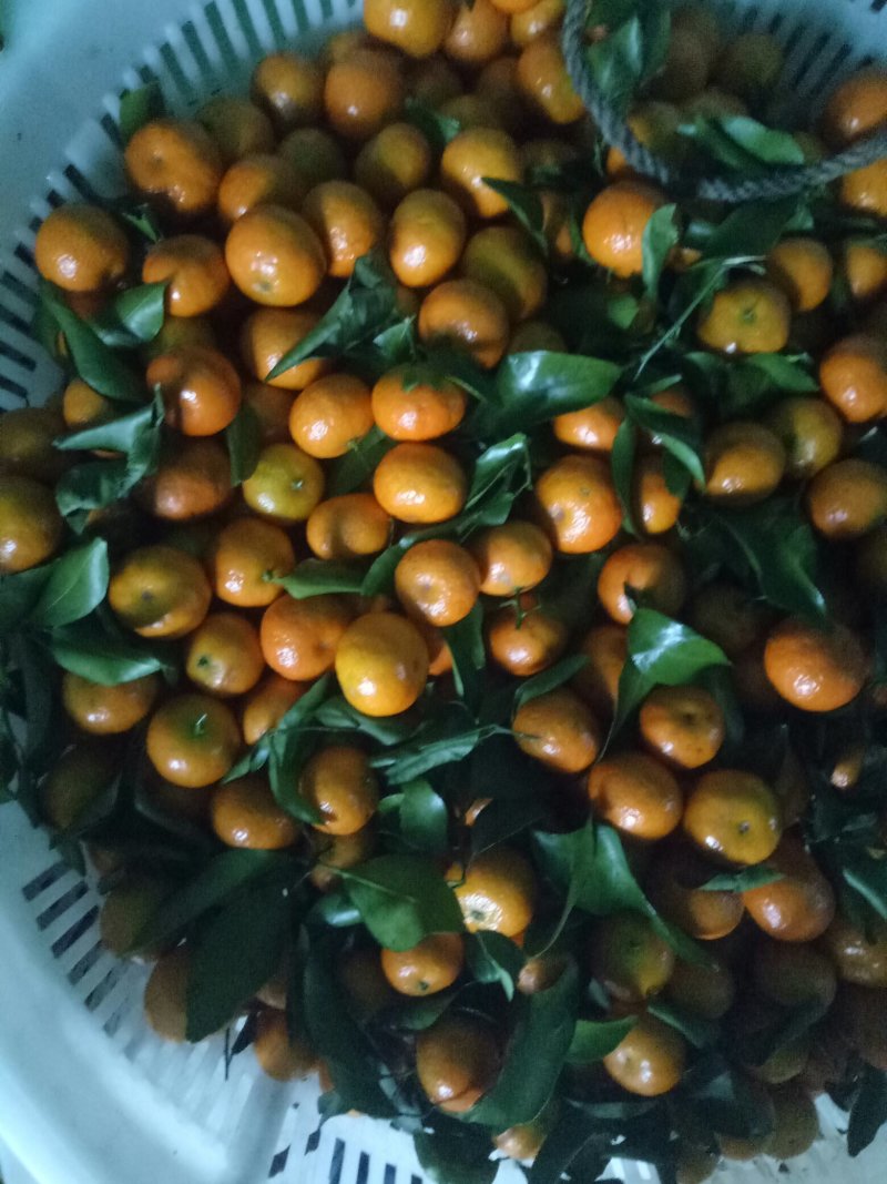 荔浦砂糖橘，金黄小柑橘