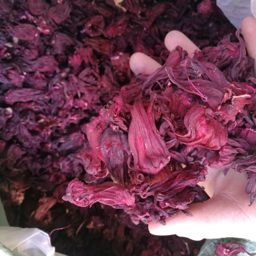 云南玫瑰茄，进口玫瑰茄，各种规格有大货