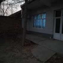 各种规格银杏树