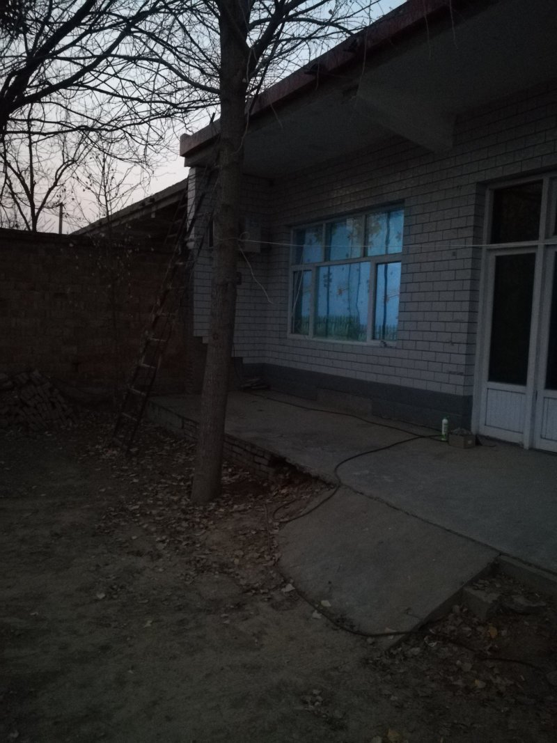 各种规格银杏树