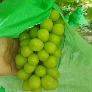 （精选葡萄）大荔阳光玫瑰葡萄一手货源量大价优