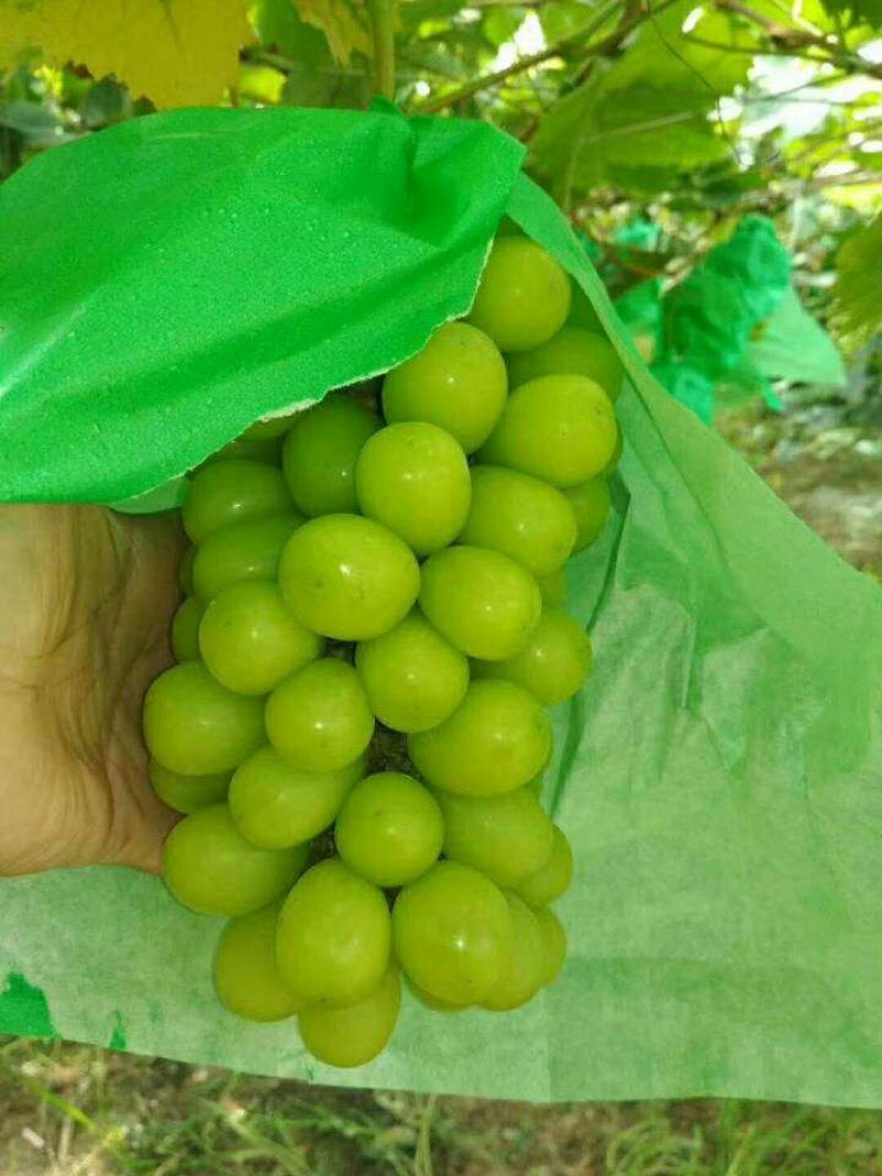 （精选葡萄）大荔阳光玫瑰葡萄一手货源量大价优