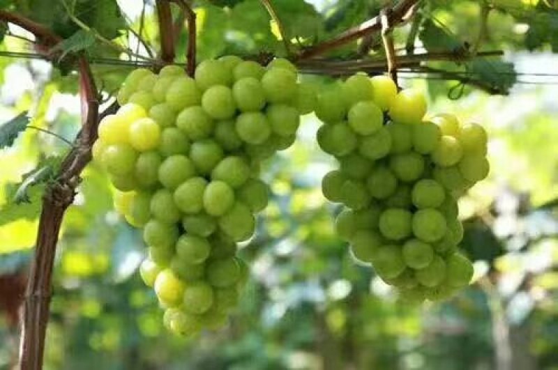 （精选葡萄）大荔阳光玫瑰葡萄一手货源量大价优