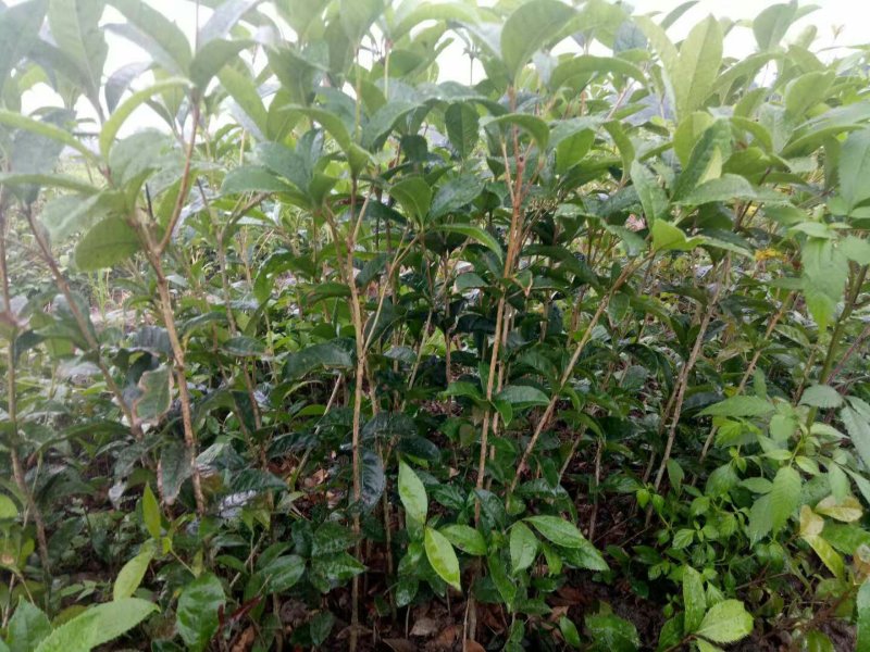 金桂花树苗金桂小苗桂花树苗