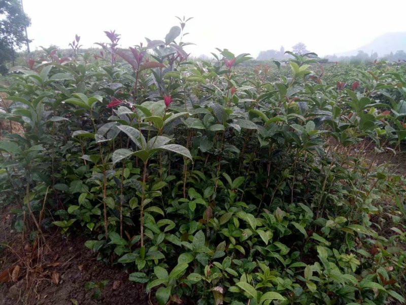 金桂花树苗金桂小苗桂花树苗