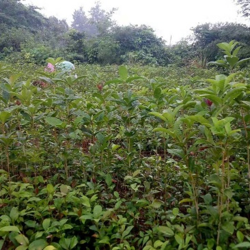 金桂花树苗金桂小苗桂花树苗