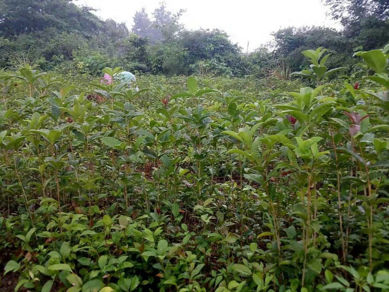金桂花树苗金桂小苗桂花树苗