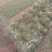 马尼拉草皮现货供应
