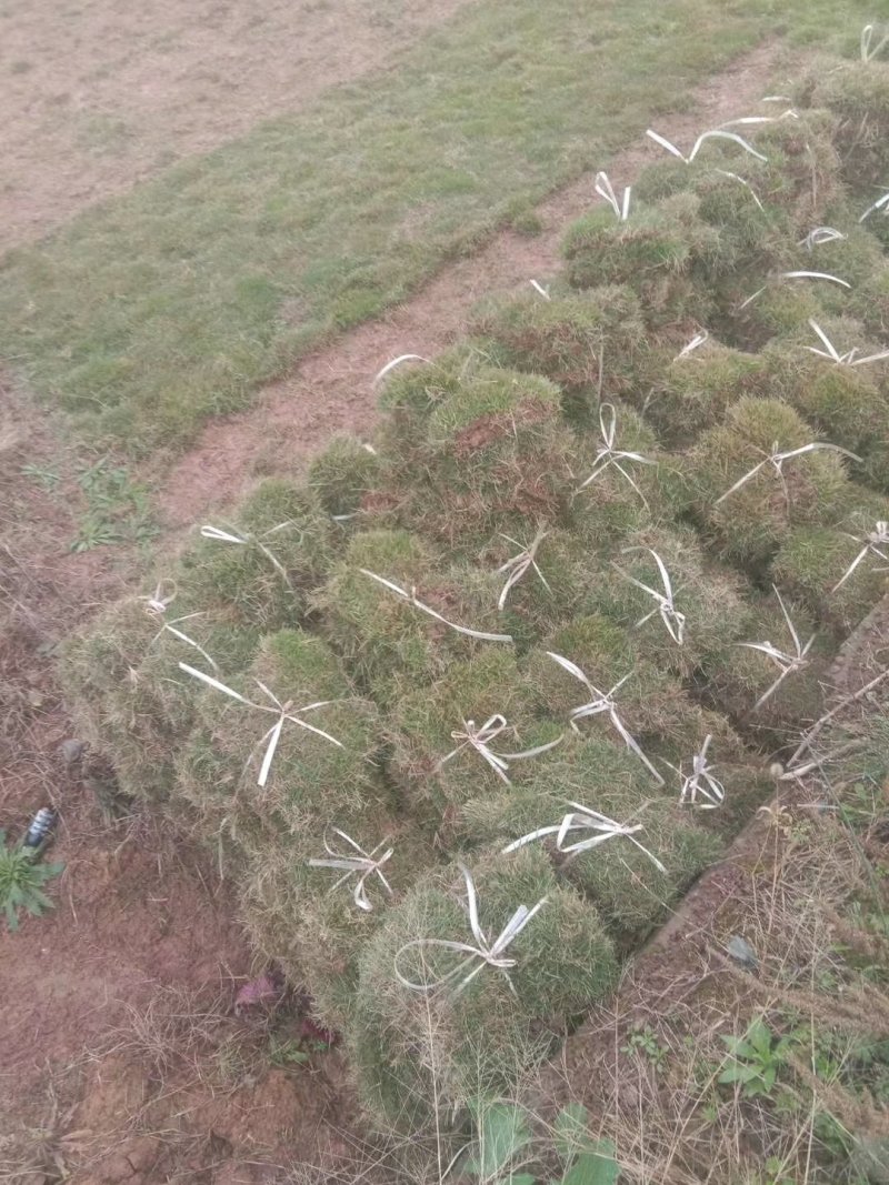 马尼拉草皮现货供应