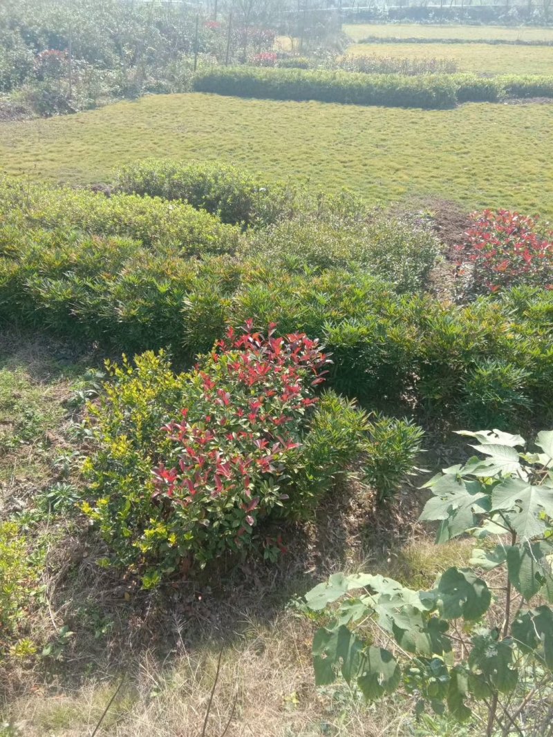 马尼拉草皮现货供应