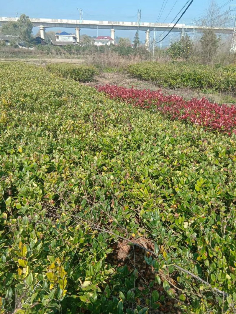 马尼拉草皮现货供应