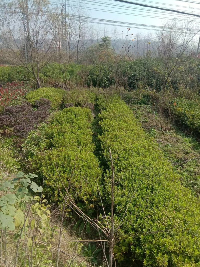 马尼拉草皮现货供应