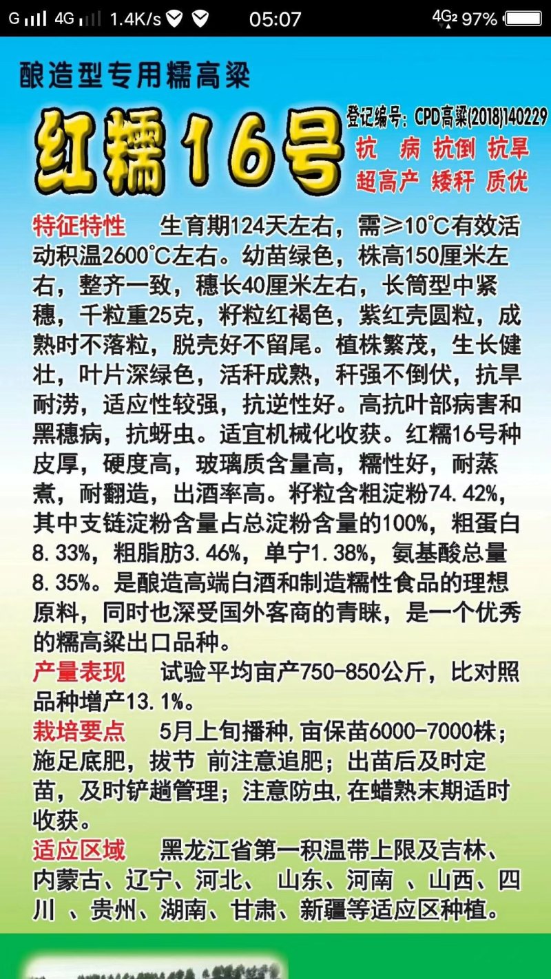 糯高粱种子