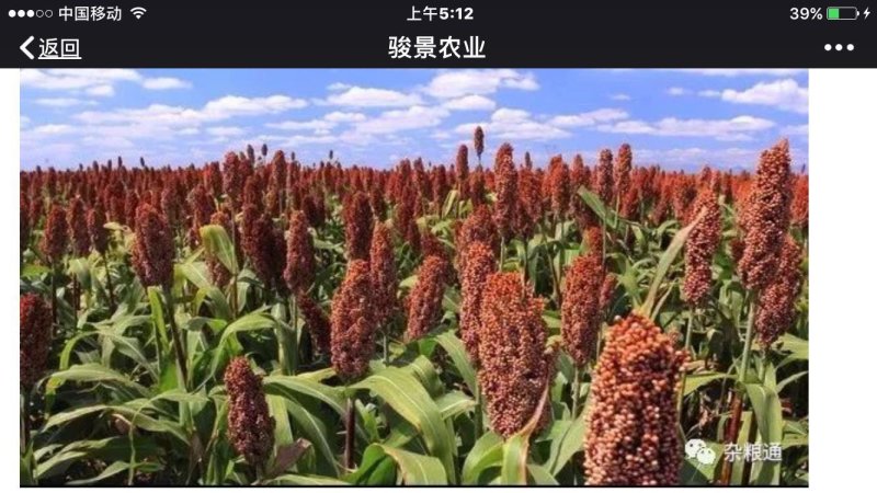 糯高粱种子