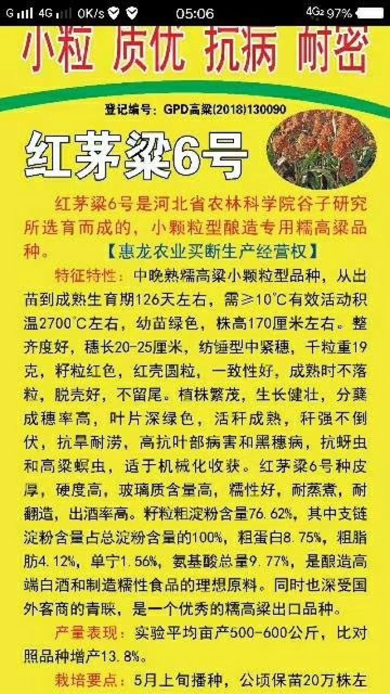 糯高粱种子