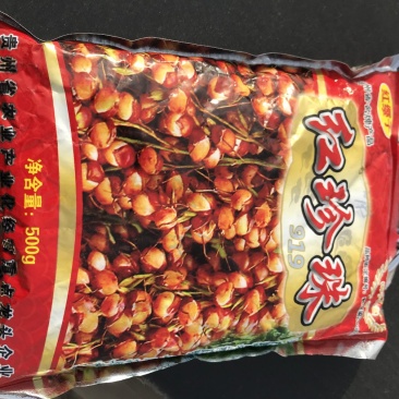 糯高粱种子