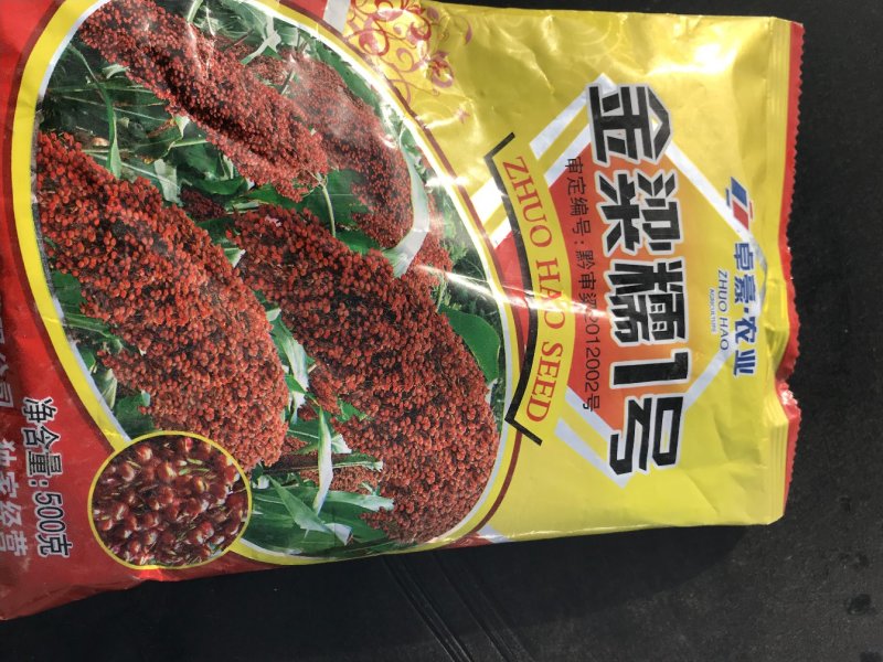 糯高粱种子