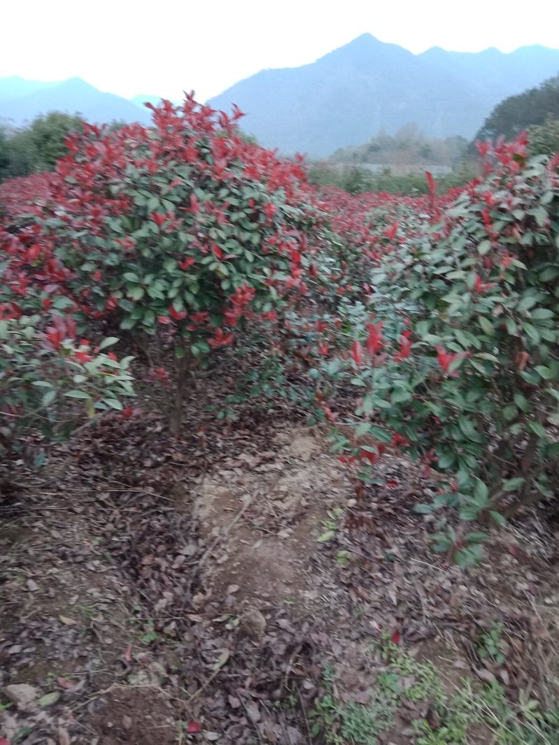红叶石楠红叶石楠球