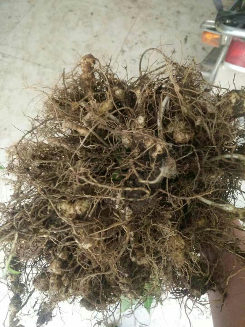 多花姜型黄精种苗(药典品种)