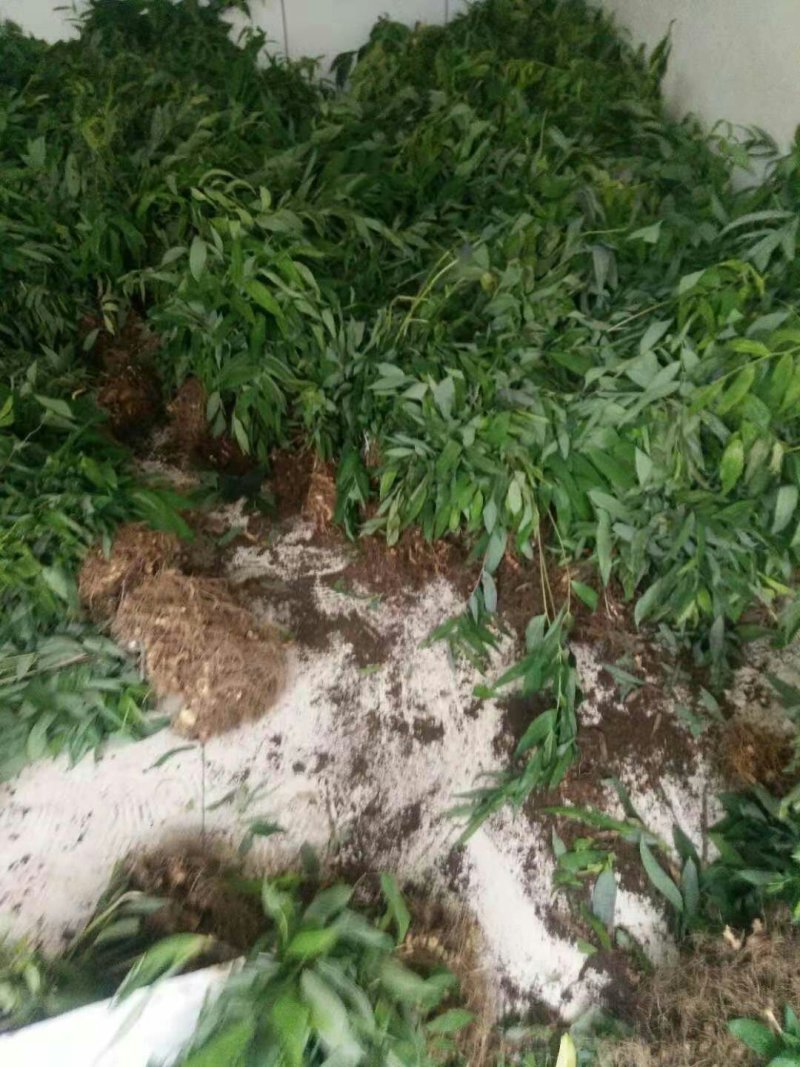 多花姜型黄精种苗(药典品种)