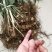 多花姜型黄精种苗(药典品种)