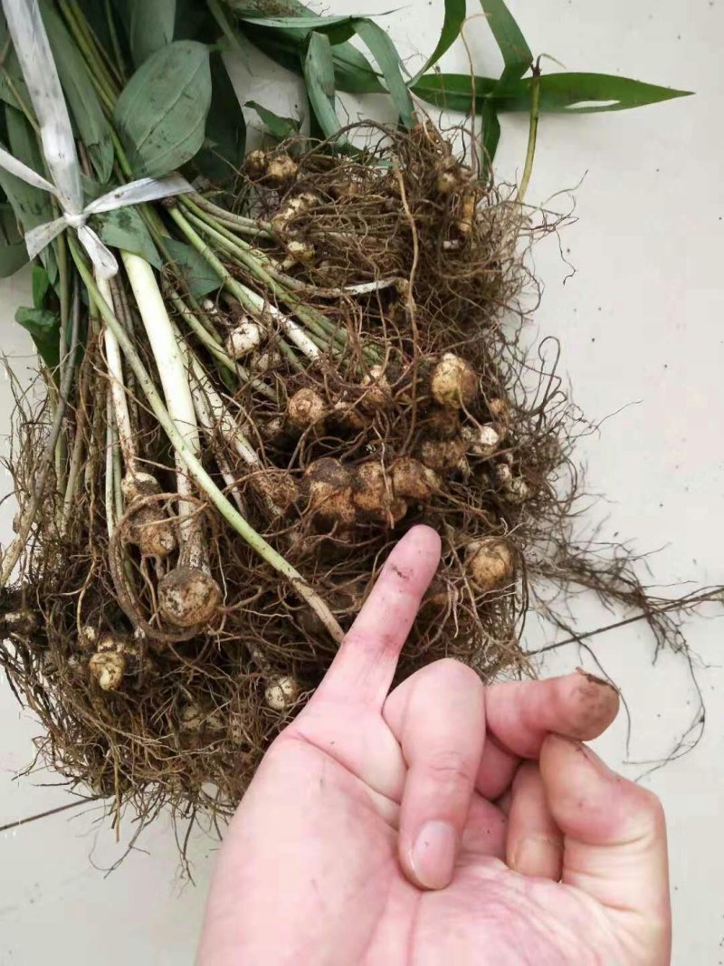 多花姜型黄精种苗(药典品种)