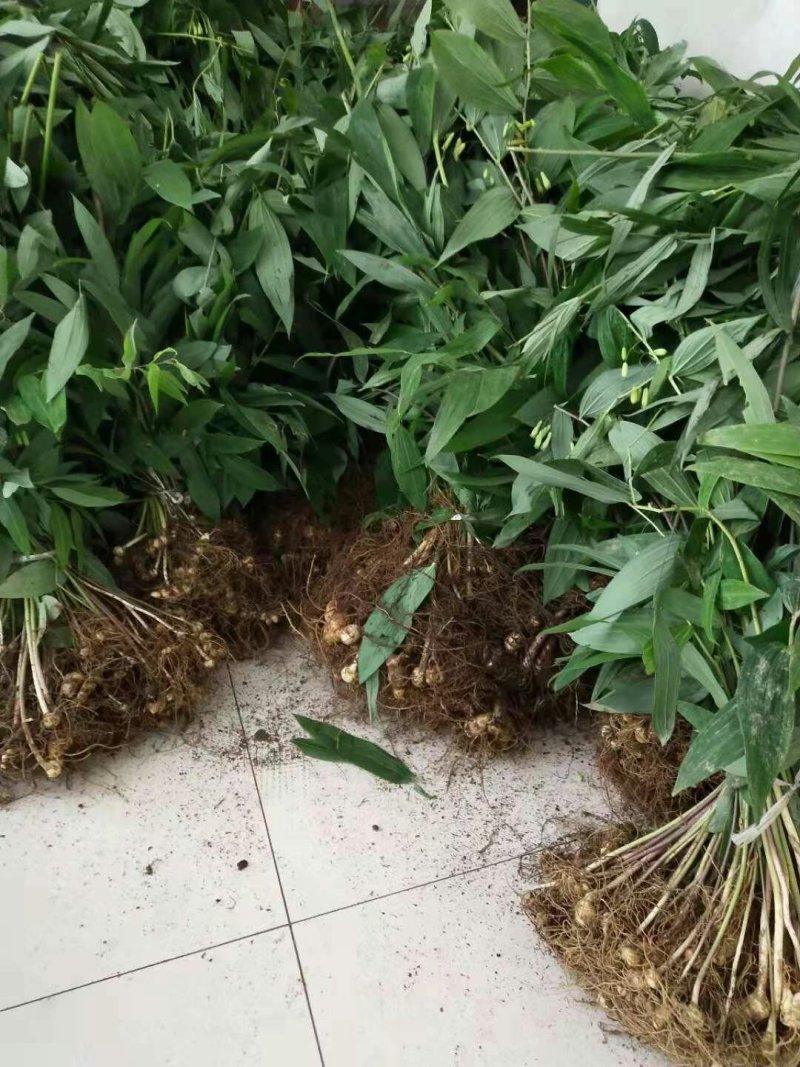 多花姜型黄精种苗(药典品种)