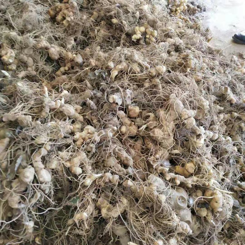 多花姜型黄精种苗(药典品种)